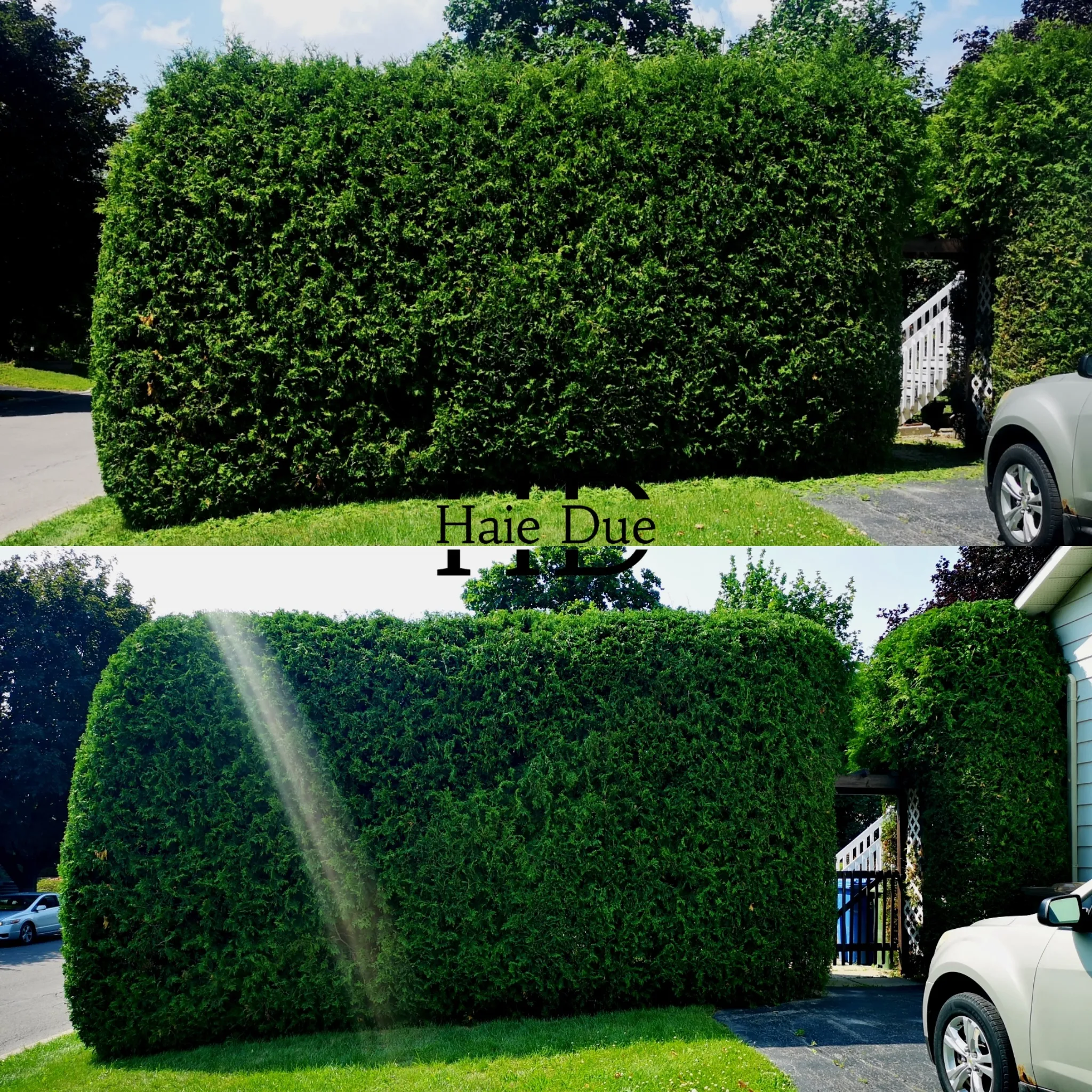 Taille de haies de cèdres | Haie Due