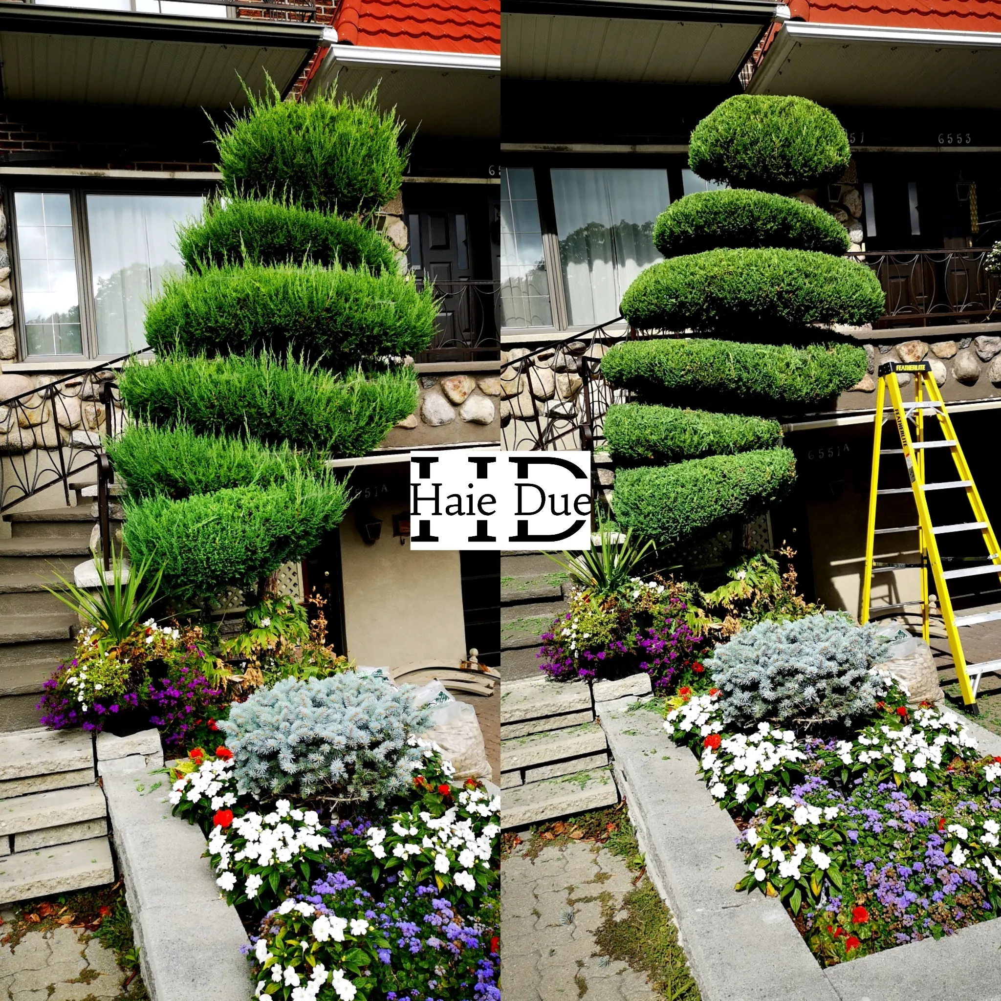 Taille de haies de cèdres | Haie Due